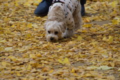ぎんなん探知犬？