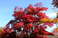 日本庭園の紅葉