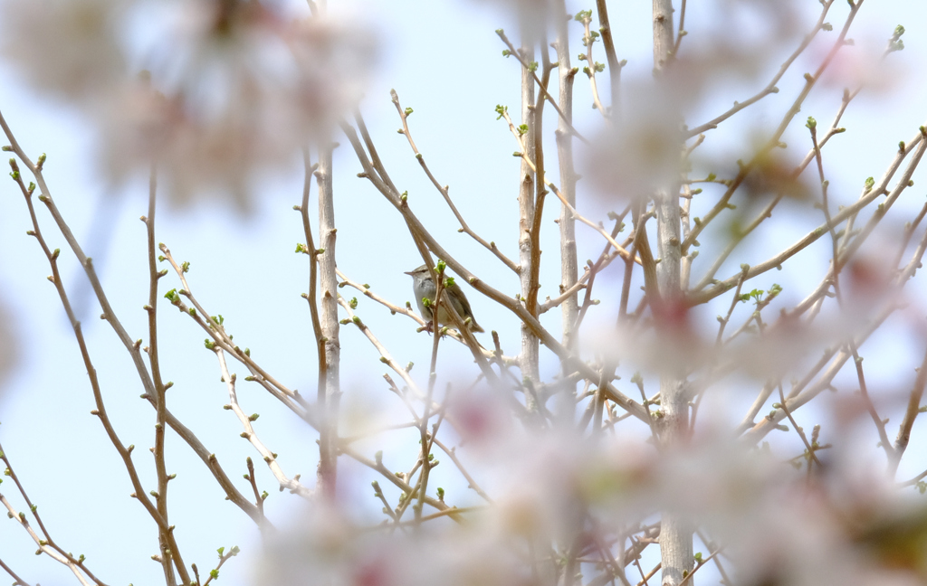 桜の中にウグイスを