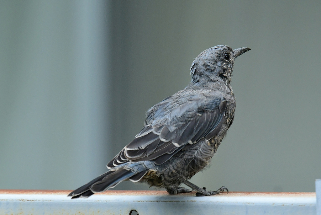 いきなりいたイソヒヨドリ幼鳥