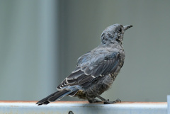 いきなりいたイソヒヨドリ幼鳥 いきなりいたイソヒヨドリ幼鳥