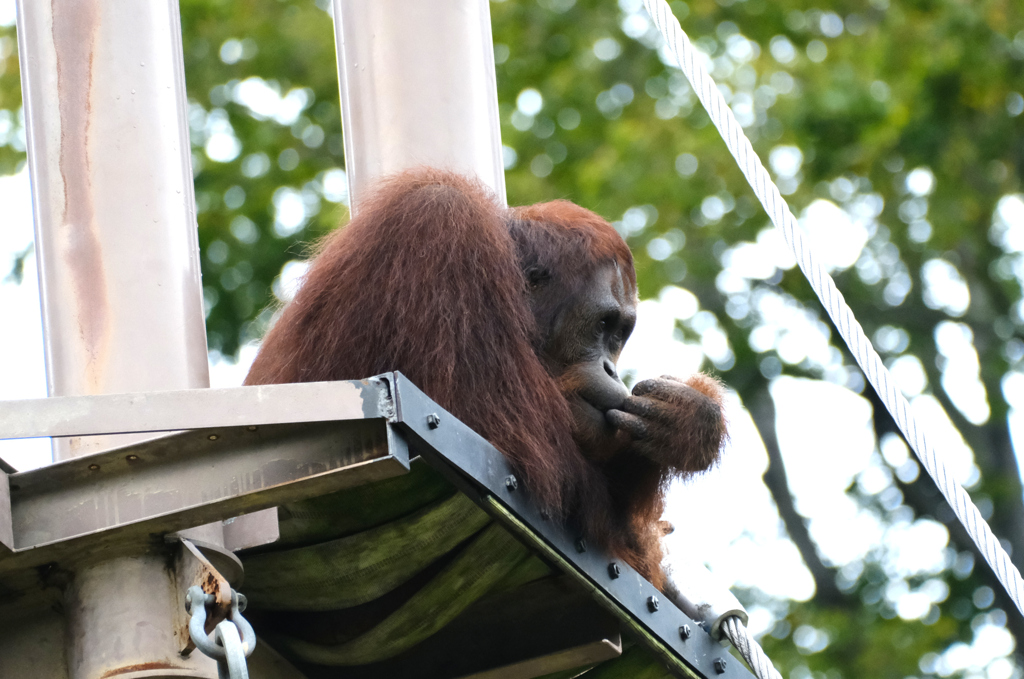 オランウータン高い所に