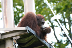 オランウータン高い所に