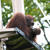 オランウータン高い所に