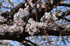あっという間に桜が