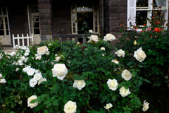 マダムサチ(仏)２