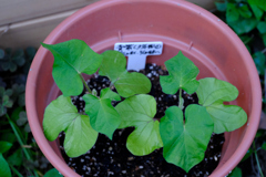6月5日青紫