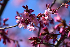 街路樹のマメ桜１