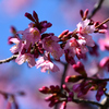 街路樹のマメ桜１