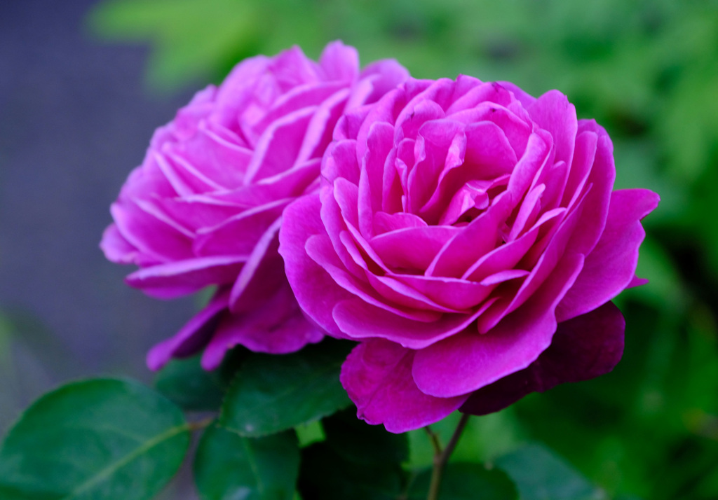 7ピンク薔薇