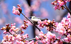 河津桜に四十雀
