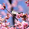 河津桜に四十雀