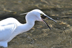 減少するコサギ