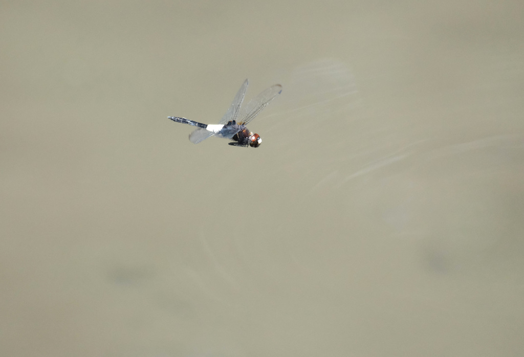 コシアキトンボ飛ぶ１