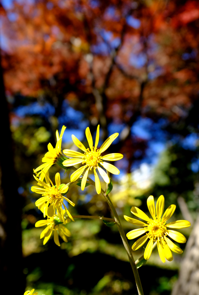 紅葉バックのツワブキ