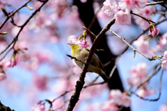 桜帽子（修善寺寒桜）