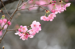 桜「陽光」２