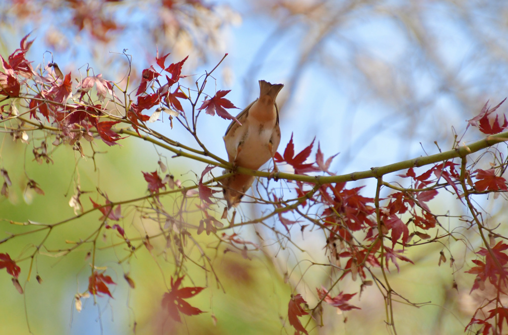 見上げたおなか