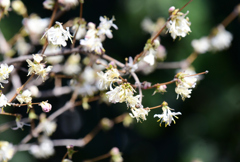 ウィンターハニーサックル２