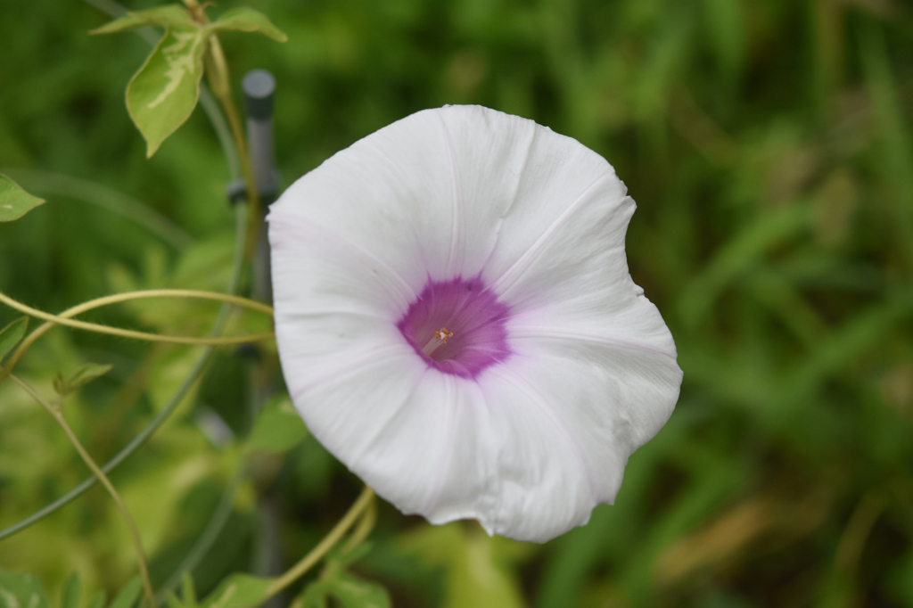 8月1日初白花