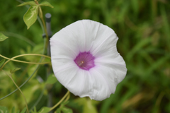 8月1日初白花