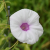 8月1日初白花
