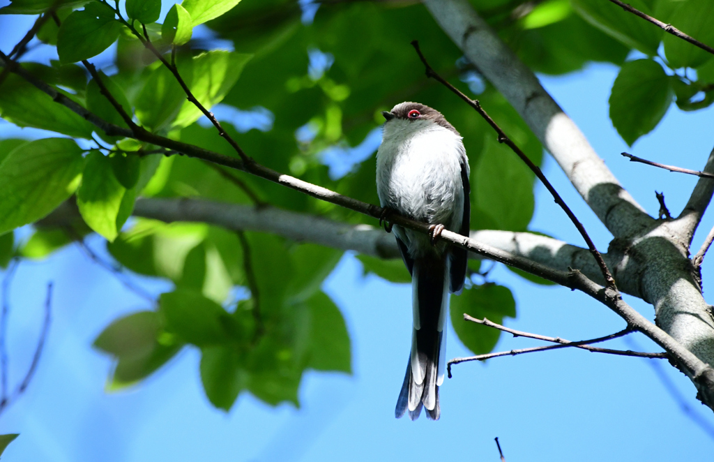 幼鳥は目の周りが赤い