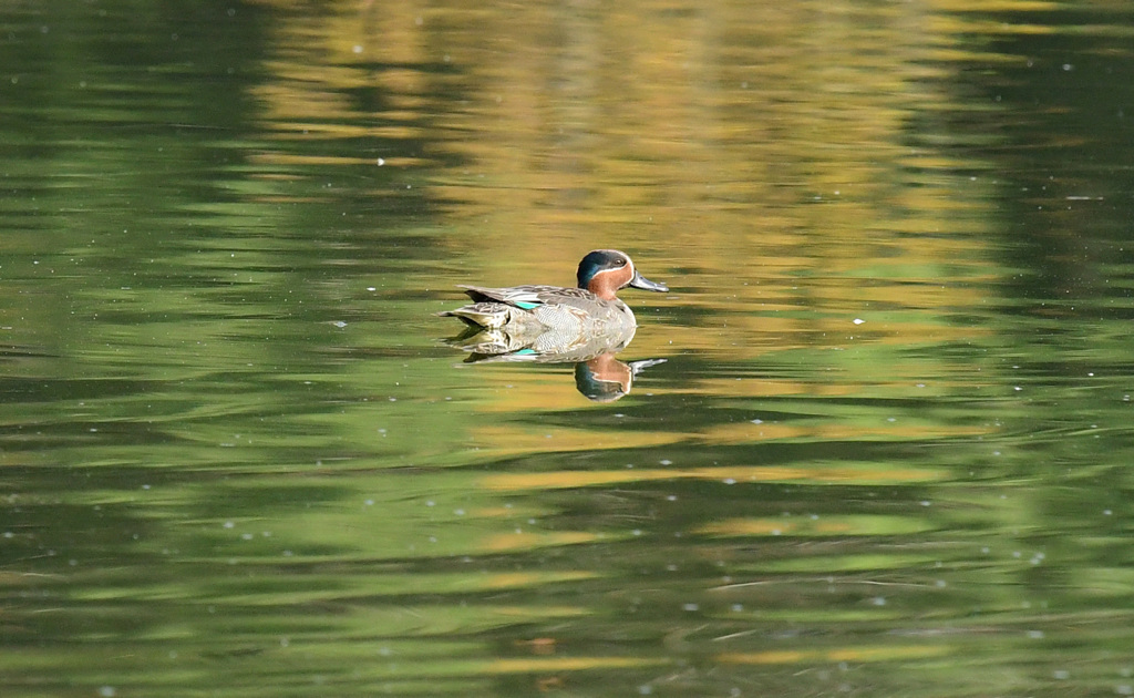 秋色コガモ黄葉