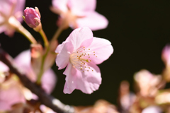 庭の河津桜