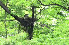 写真展「父はまた餌獲りに」