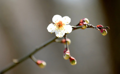 これは五弁の普通の梅ですが