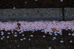 花びらの吹き溜まり