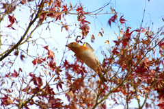 アトリエンジェル