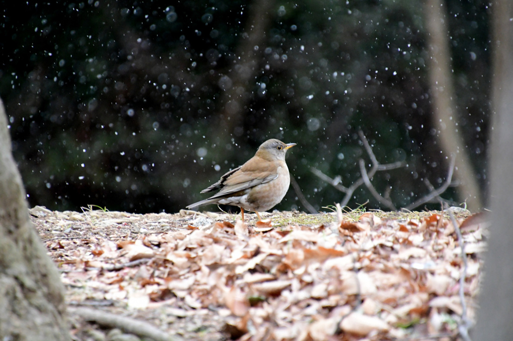雪の中にたたずむ