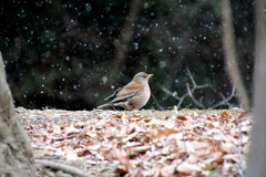 雪の中にたたずむ