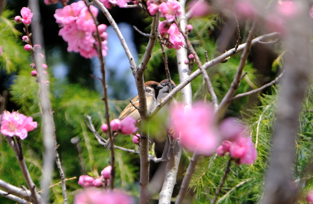 花桃にスズメ二羽