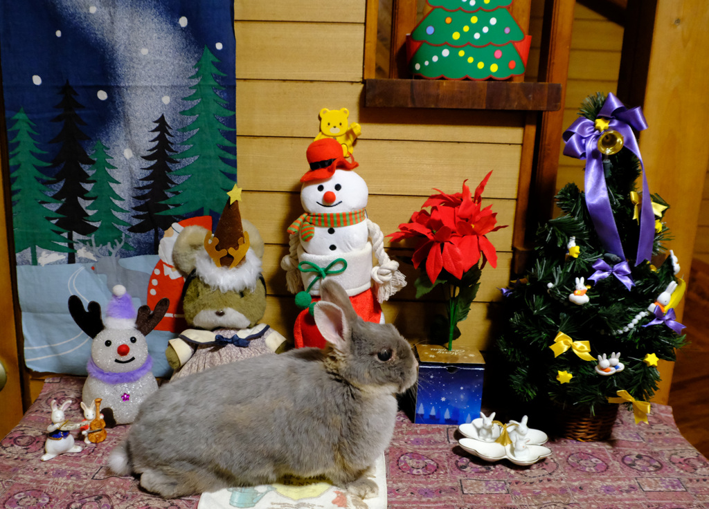 今年もにぎやかね