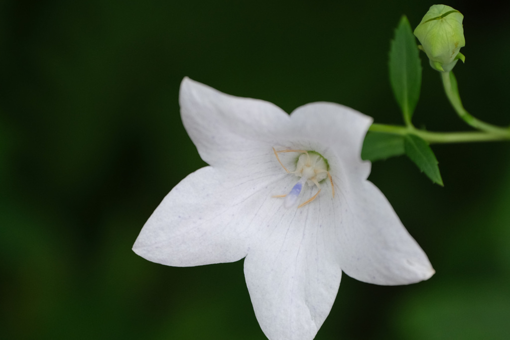 白花