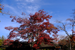 11月19日見頃過ぎ