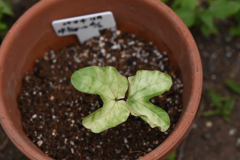 6月7日遅れて発芽青紫