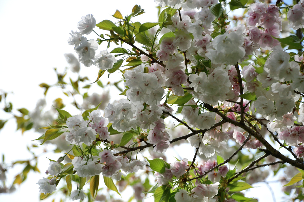 兼六園菊桜