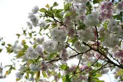 兼六園菊桜