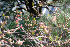 木瓜にメジロ２