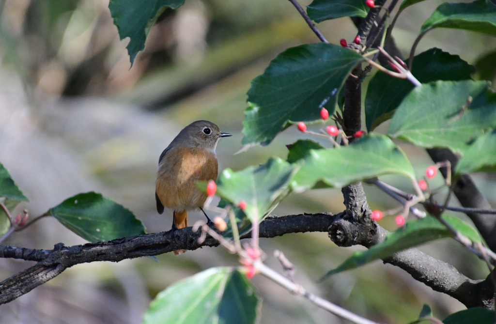 赤い実が似合う