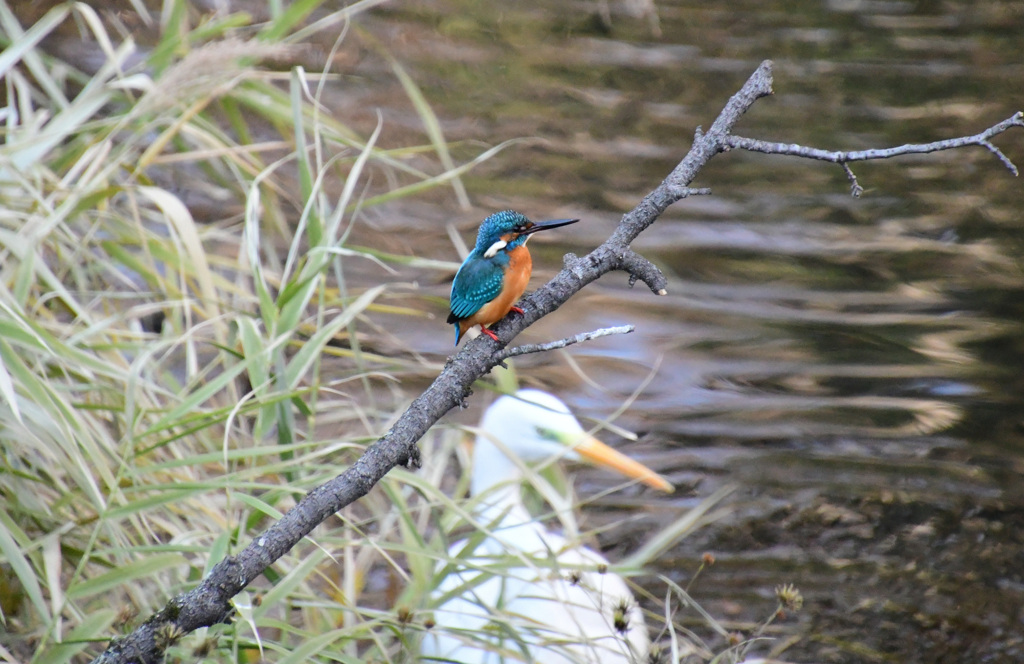 カワセミ君は悠々と