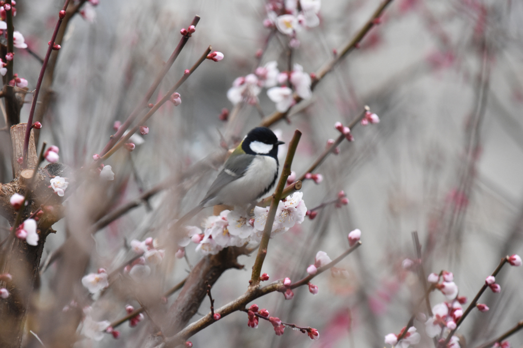 豊後梅シジュウカラ
