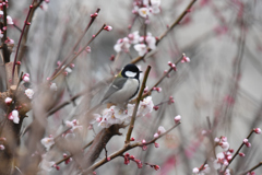 豊後梅シジュウカラ