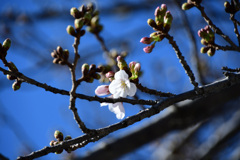 ソメイヨシノ開花１