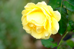 つるゴールドバニー(仏)