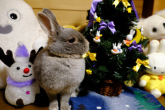 クリスマスポロリ